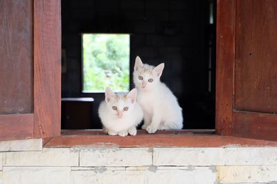 Portrait of cats sitting on window sill