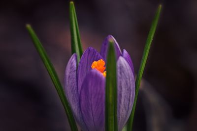 Close-up of purple crocus flower