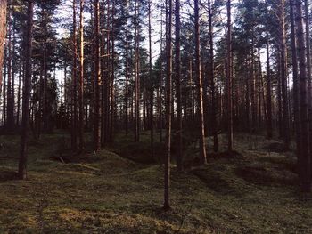 Trees in forest