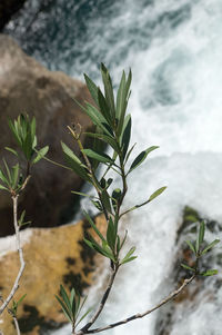 Close-up of plant