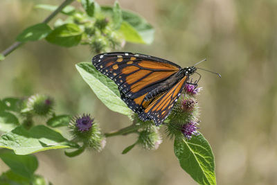 Close-up of butterfly on plant