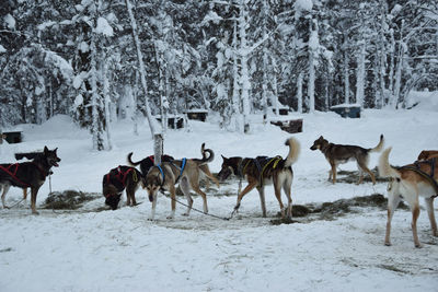 Herd of deer on snow covered field