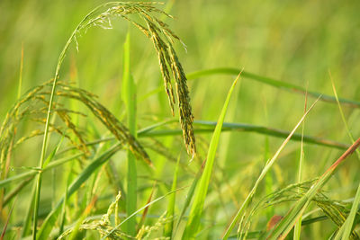 Close-up of crop growing on field