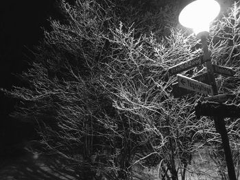 Low angle view of bare tree at night