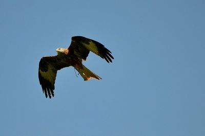 Low angle view of eagle flying against clear blue sky