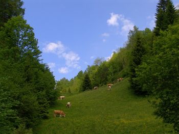 Scenic view of grassy field against sky