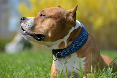 Dog looking away on field