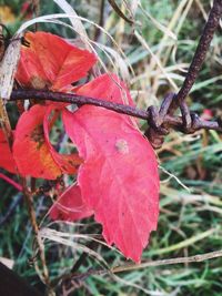 Close-up of leaves on twig