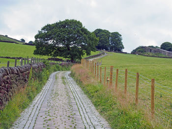 Scenic view of trees on field against sky