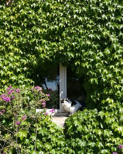 Cat by plants against trees