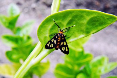 Close-up of butterfly on leaf