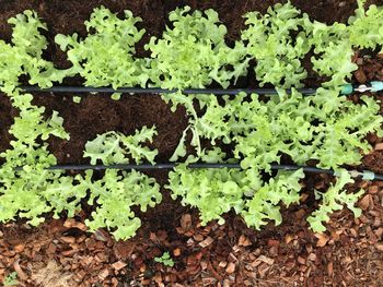 High angle view of plants growing on field