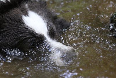 Close-up of cat in water