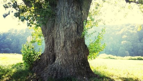 Trees growing in park