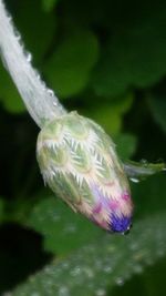 Close-up of flowers against blurred background