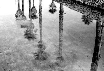 High angle view of trees by lake during winter