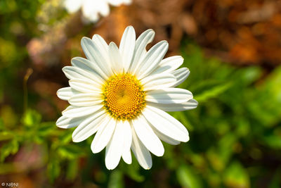 Close-up of white daisy flower