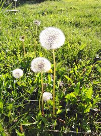 Close-up of flowers growing in field