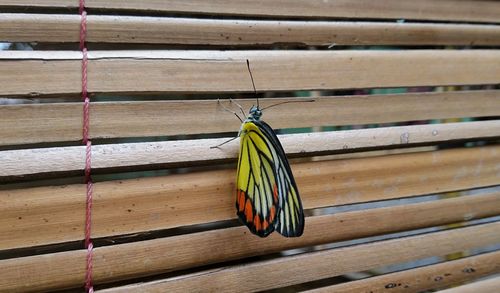 Close-up of butterfly on wood