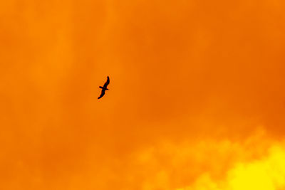 Low angle view of silhouette bird flying against orange sky