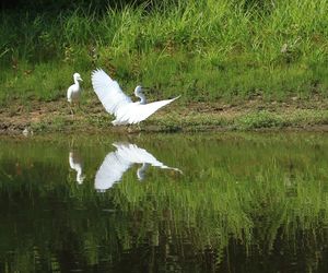 Bird flying over lake