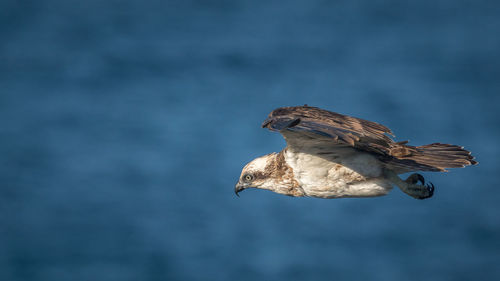 Eagle flying over sea