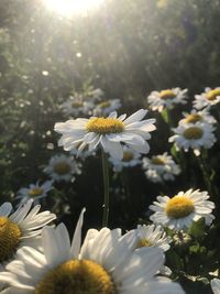 Close-up of white flowering plant