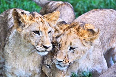 Close-up portrait of lion