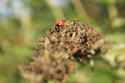 Close-up of bee on plant