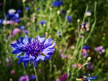 Close-up of purple flowering plant on field