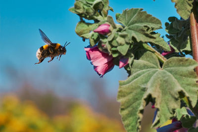 Close-up of bee pollinating on flower