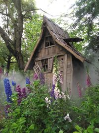 Purple flowering plants and trees by building against sky