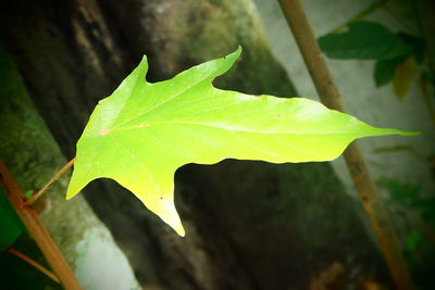 Close-up of fresh green leaf