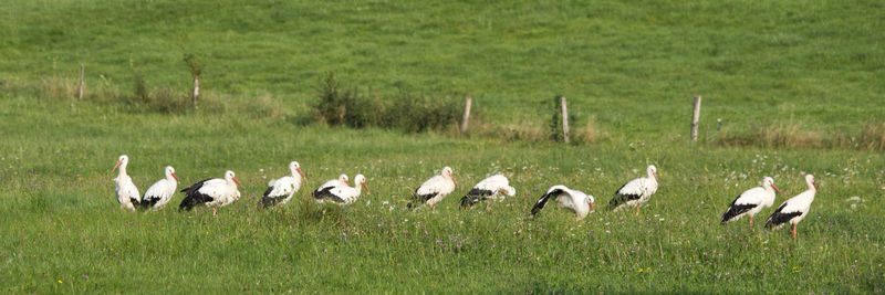 Flock of birds on grassy field