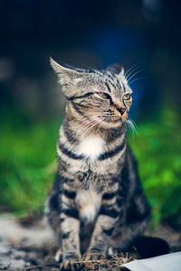 Close-up of a cat sitting on field