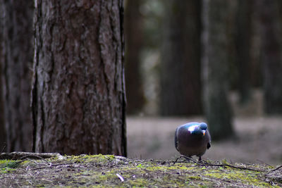 Close-up of a bird on tree trunk