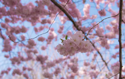 Low angle view of cherry blossoms in spring