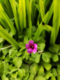 Close-up of purple flower blooming outdoors