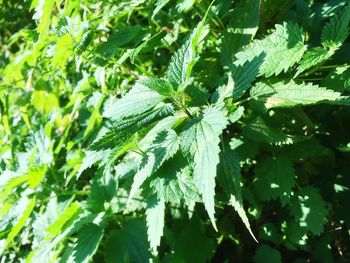 Close-up of green leaves