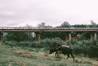 Horses in a field