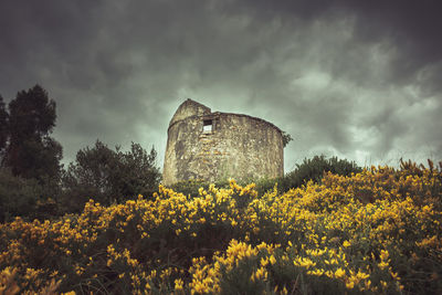 Yellow flowering plants on field against sky