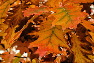 Close-up of maple leaves in autumn