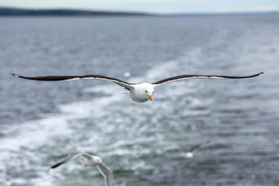 Seagull flying over sea