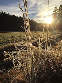 Close-up of corn field against sky during sunset