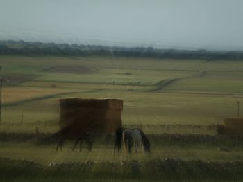 Horse grazing in field