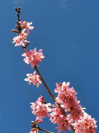 Low angle view of pink cherry blossoms against sky