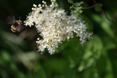 Close-up of bee on flower