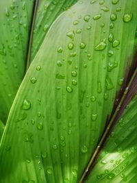 Full frame shot of wet green leaves during rainy season