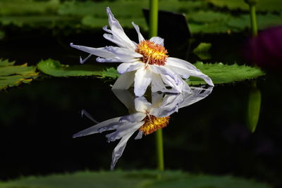 Close-up of white flowering plant