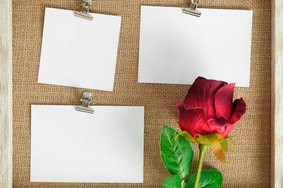 Close-up of rose against white wall